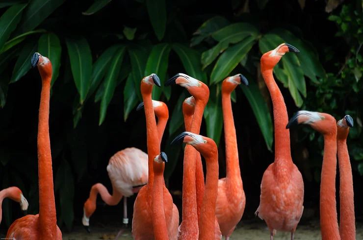 Kopf hoch Bild Flamingos